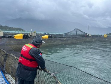 Sernapesca retiró el 100% de la mortalidad de salmones del estuario de Reloncaví en la región de Los Lagos