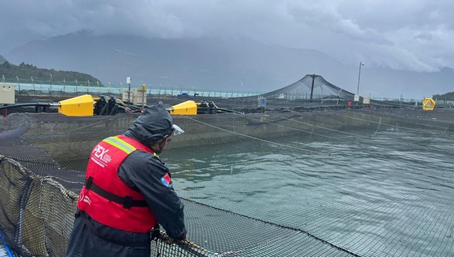 Sernapesca retiró el 100% de la mortalidad de salmones del estuario de Reloncaví en la región de Los Lagos