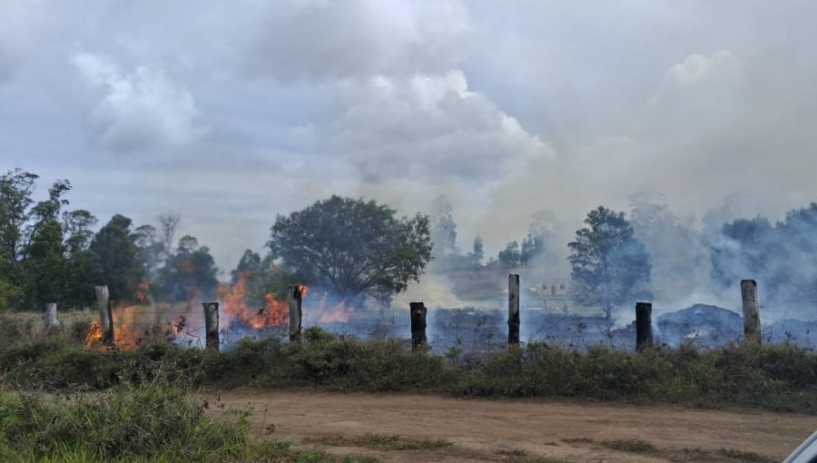 Controlan incendio forestal que consumió 2,2 hectáreas en Isla de Pascua: cancelan la Alerta Roja y declaran Alerta Amarilla