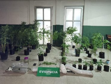 Denuncia por violencia intrafamiliar permite descubrir cultivo indoor en casa de Maipú