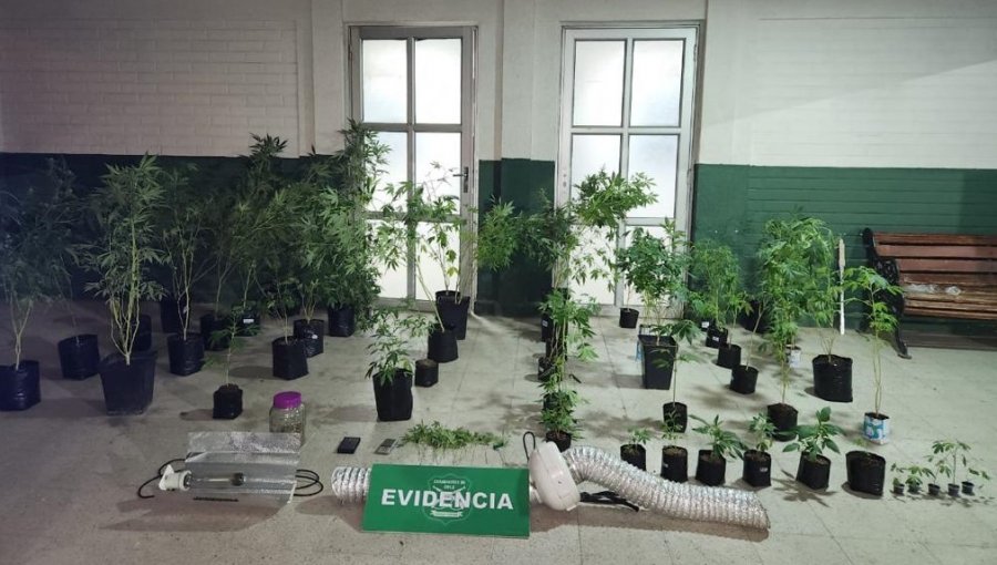 Denuncia por violencia intrafamiliar permite descubrir cultivo indoor en casa de Maipú