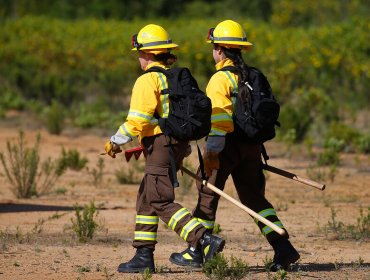 Declaran alerta amarilla por incendio que afecta al menos a 1.100 hectáreas en Quilpué