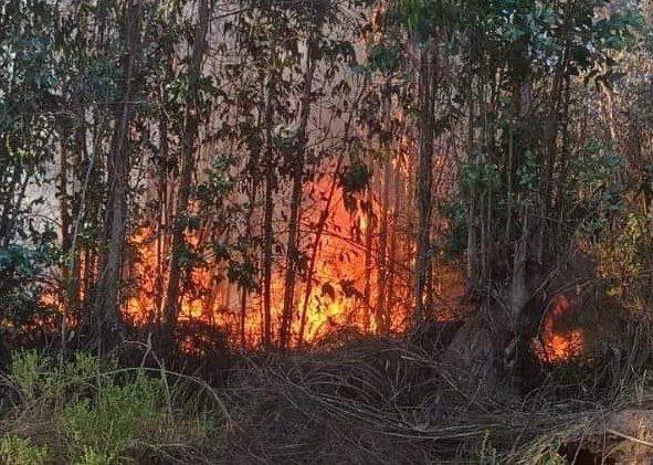 Declaran Alerta Amarilla para Valparaíso por incendios forestales en Cuesta Balmaceda y San Roque