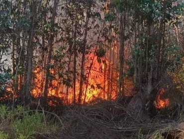 Declaran Alerta Amarilla para Valparaíso por incendios forestales en Cuesta Balmaceda y San Roque