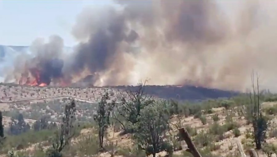 Decretan Alerta Roja en Limache por incendio forestal que lleva más de 50 hectáreas consumidas