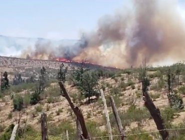 Incendio forestal consume más de cinco hectáreas en Limache