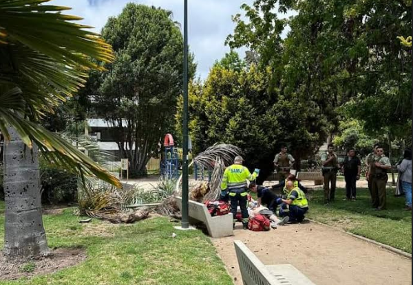 Tragedia en Plaza cercana al Palacio Rioja en Viña del Mar: Viento botó rama de palmera y mató a peatón