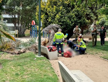 Caída de árbol que mató a adulto mayor en Viña del Mar pone nuevamente en jaque a Ripamonti y su «Municipio de Cuidados»