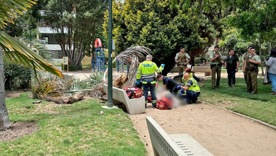 Caída de árbol que mató a adulto mayor en Viña del Mar pone nuevamente en jaque a Ripamonti y su «Municipio de Cuidados»