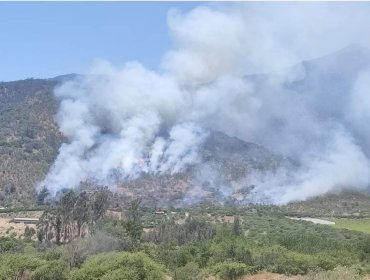 Bomberos y personal de Conaf combaten incendio forestal en sector Lliu Lliu de Limache