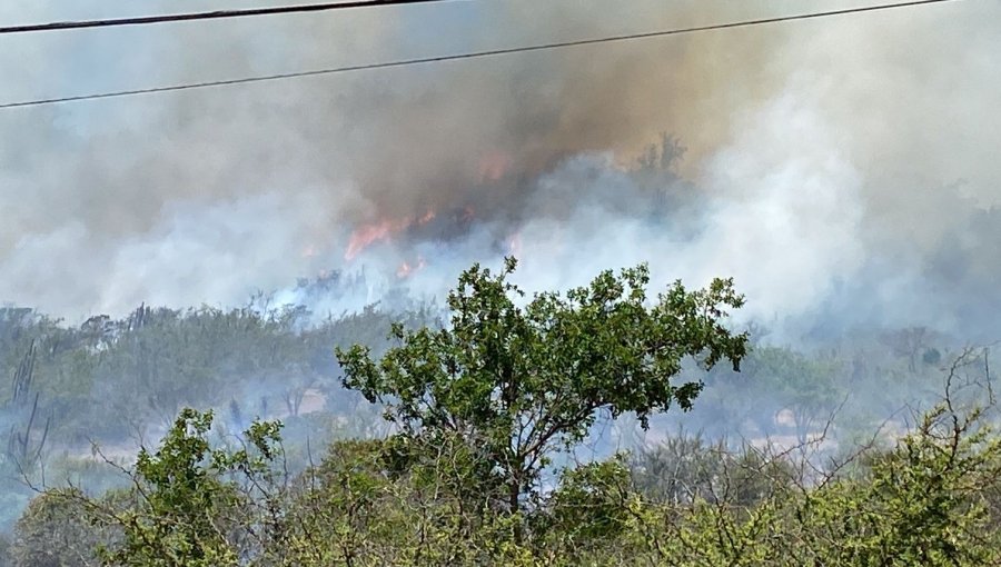 Incendio forestal en sector Lliu Lliu de Limache se encuentra "activo con alta intensidad": 10 hectáreas consumidas