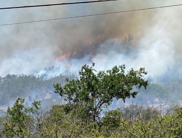 Incendio forestal en sector Lliu Lliu de Limache se encuentra "activo con alta intensidad": 10 hectáreas consumidas