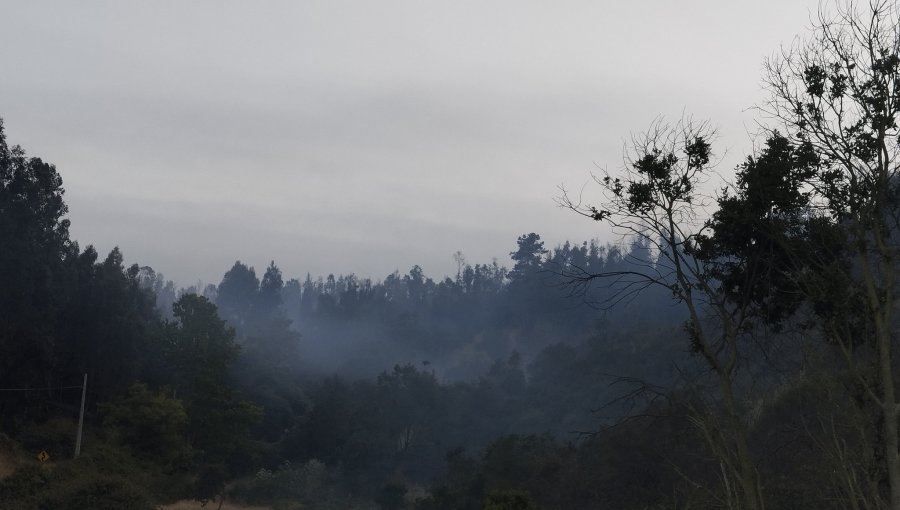 Extinguen incendio forestal que consumió 3,37 hectáreas en Quintero: cancelan la Alerta Amarilla para la comuna