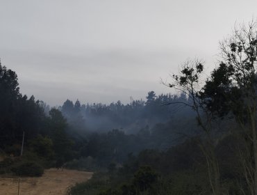 Extinguen incendio forestal que consumió 3,37 hectáreas en Quintero: cancelan la Alerta Amarilla para la comuna