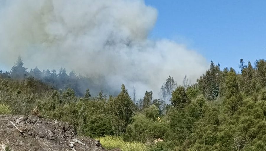 Incendio forestal moviliza a equipos de emergencia al camino La Pólvora de Valparaíso