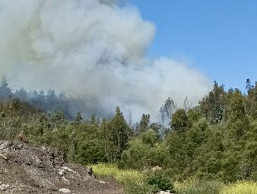 Incendio forestal moviliza a equipos de emergencia al camino La Pólvora de Valparaíso