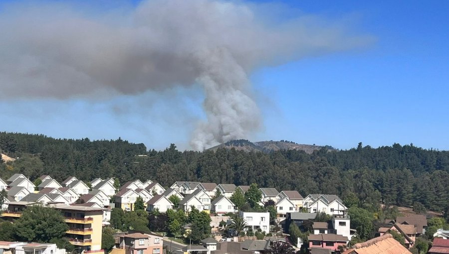 Incendio forestal con "alta intensidad y rápida propagación" afecta al sector Lajarilla de Viña del Mar