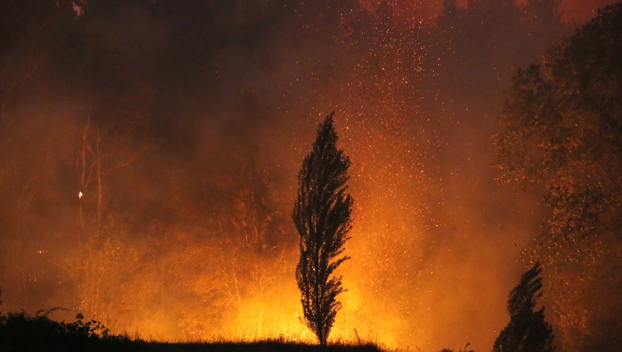 Incendio forestal en Viña del Mar y Concón se encuentra con "intensidad baja y sin avance": 31,5 hectáreas consumidas