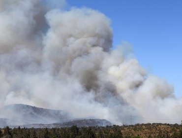 Incendio forestal "activo en todos sus sectores con intensidad alta" se registra en La Ligua