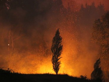 Incendio forestal en Viña del Mar y Concón se encuentra con "intensidad baja y sin avance": 31,5 hectáreas consumidas