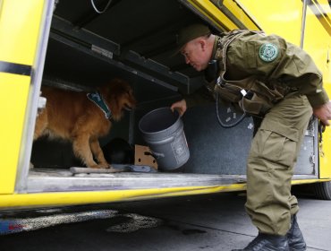 En prisión preventiva quedaron tres mujeres que fueron sorprendidas transportando maletas llenas de marihuana en Antofagasta