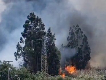 Incendio en Nogales logra ser extinguido por personal de bomberos y brigadistas de Conaf