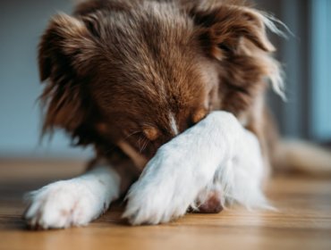 Sigue estas recomendaciones para resguardar a tus mascotas durante los fuegos artificiales