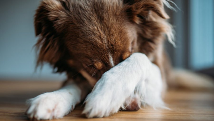 Sigue estas recomendaciones para resguardar a tus mascotas durante los fuegos artificiales