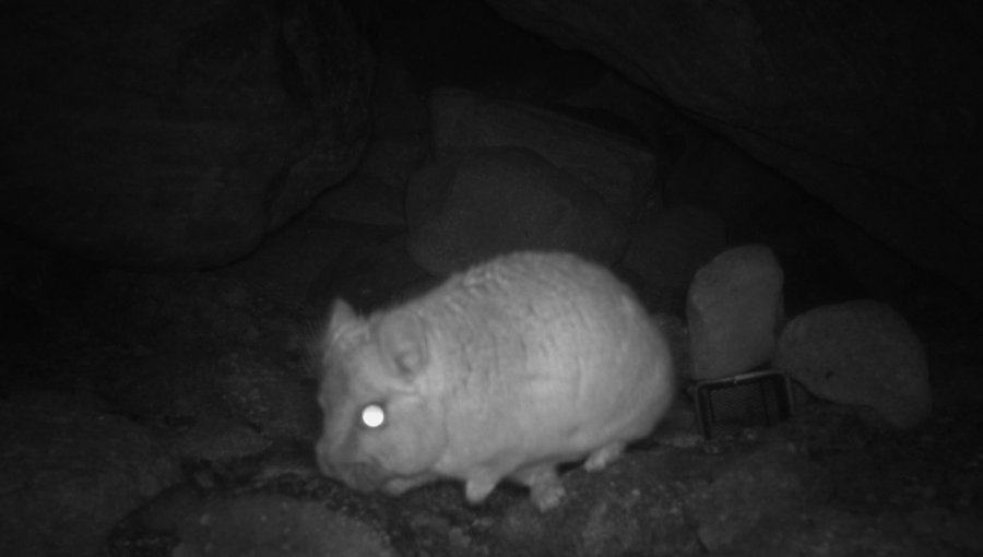 Confirman presencia de la chinchilla de cola corta en la región de Atacama: especie no se veía hace 12 años en esa zona