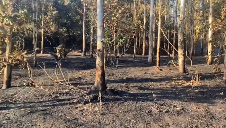 Incendio forestal en sector Placilla de Valparaíso no registra riesgo de propagación: 2,5 hectáreas consumidas