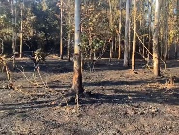 Incendio forestal en sector Placilla de Valparaíso no registra riesgo de propagación: 2,5 hectáreas consumidas