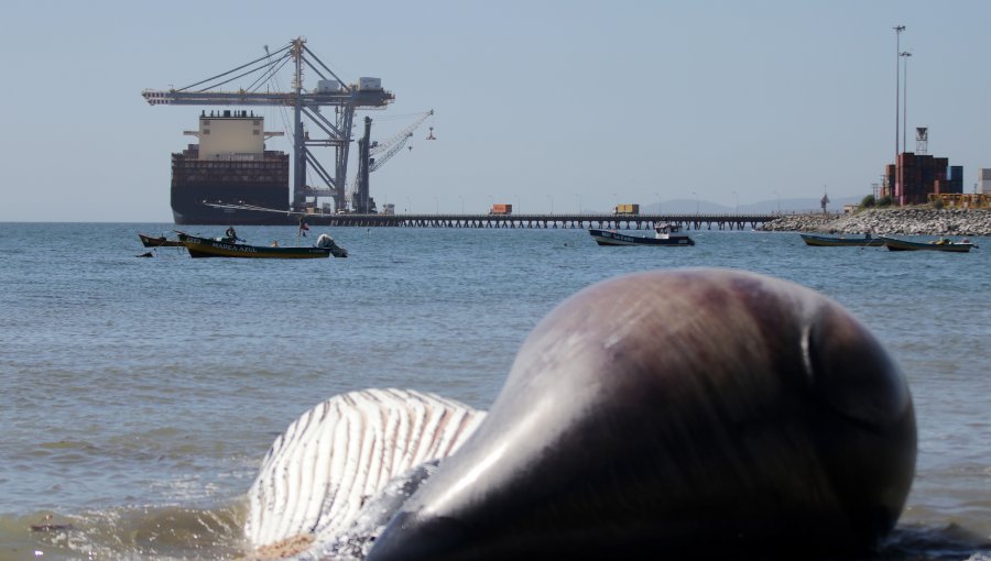 Ballena jorobada de unas 30 toneladas varó muerta en la playa del sector Cerro Verde Bajo de Penco