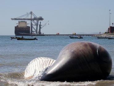 Ballena jorobada de unas 30 toneladas varó muerta en la playa del sector Cerro Verde Bajo de Penco