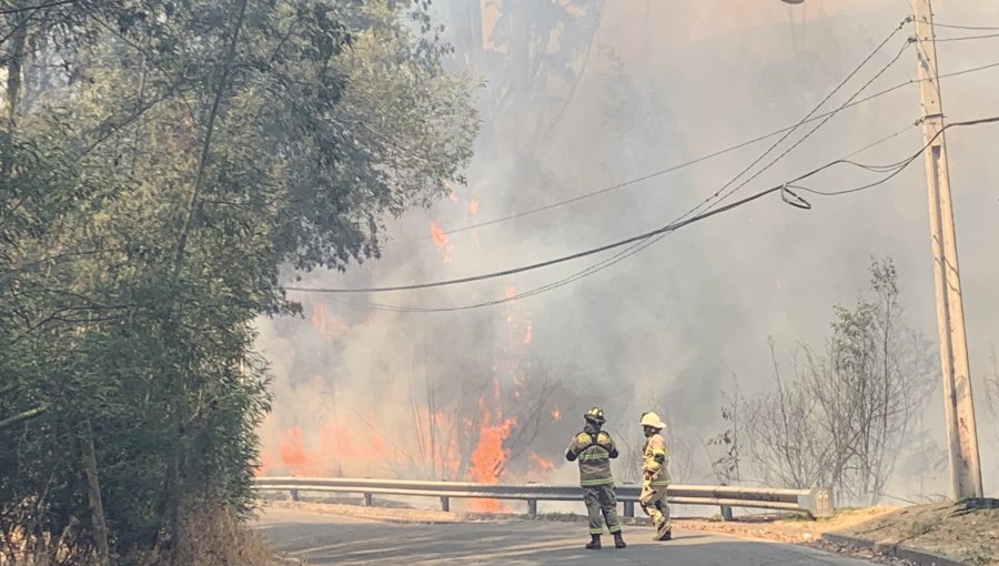 Incendio afectó a Jardín Botánico de Viña del Mar este miércoles: siniestro ya está controlado