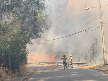 Incendio afectó a Jardín Botánico de Viña del Mar este miércoles: siniestro ya está controlado