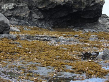 Estudio sobre macroalgas de la Antártica entrega pistas para paliar impactos de la radiación UV en la salud humana