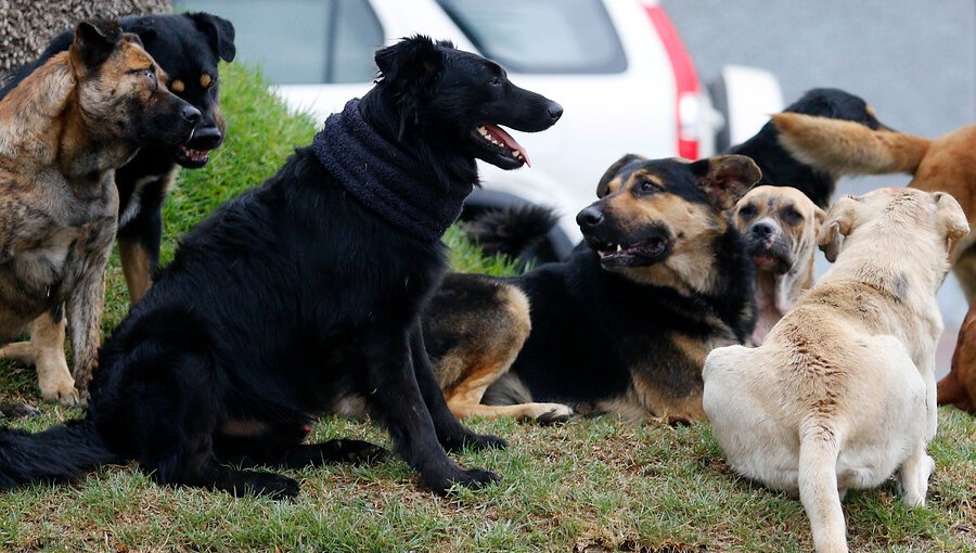 Por constantes ataques, Municipalidad de San Pedro de Atacama solicita la eutanasia de 4.500 perros