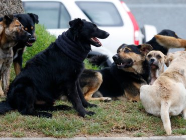 Por constantes ataques, Municipalidad de San Pedro de Atacama solicita la eutanasia de 4.500 perros