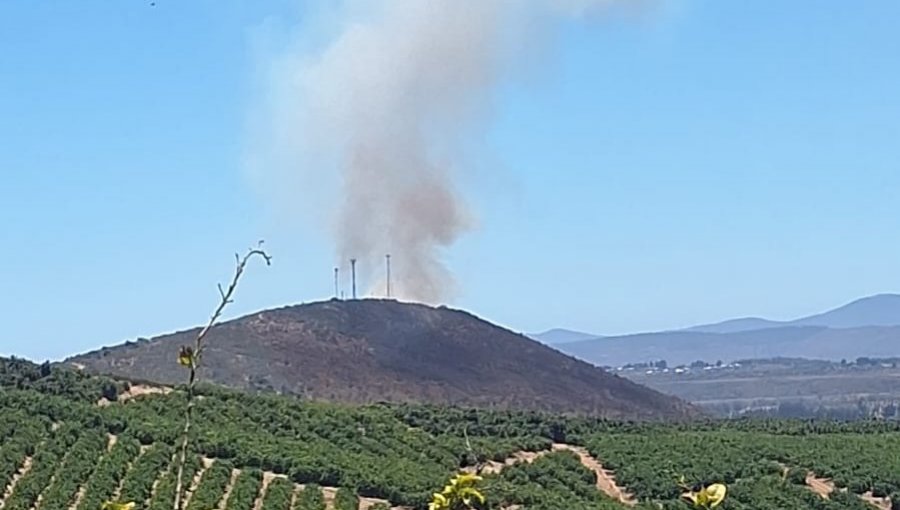 Bomberos y personal de Conaf combaten incendio forestal que afecta al sector Salinas de Pullally en Papudo