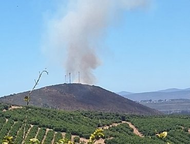 Bomberos y personal de Conaf combaten incendio forestal que afecta al sector Salinas de Pullally en Papudo