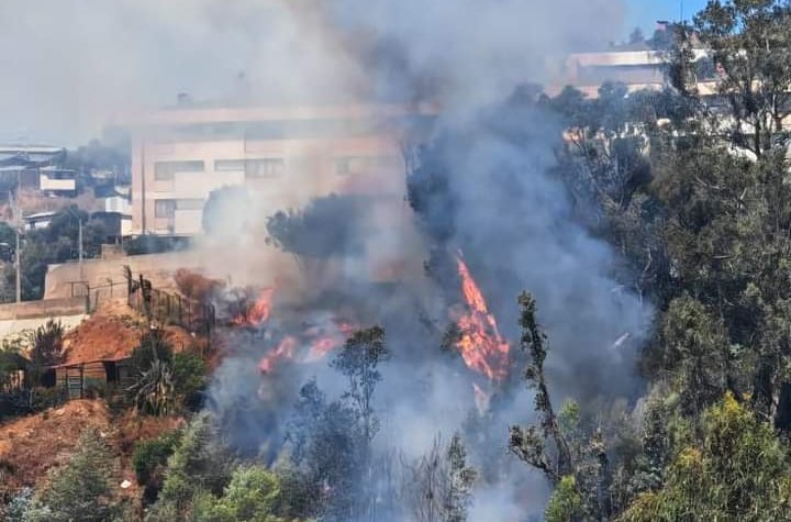 Bomberos y personal de Conaf combaten incendio forestal en cerro Rodelillo de Valparaíso