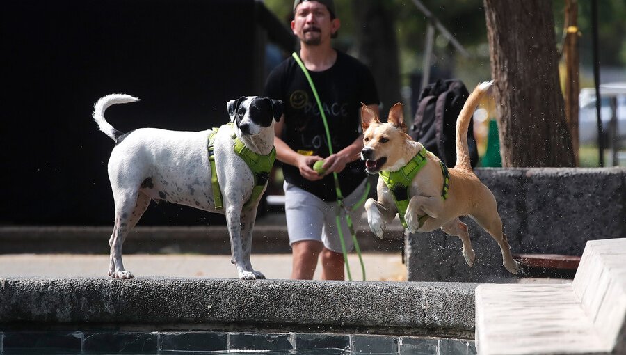 Corea del Sur aprueba ley que prohíbe el consumo de carne de perro