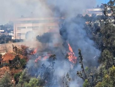 Bomberos y personal de Conaf combaten incendio forestal en cerro Rodelillo de Valparaíso