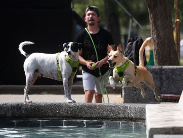 Corea del Sur aprueba ley que prohíbe el consumo de carne de perro