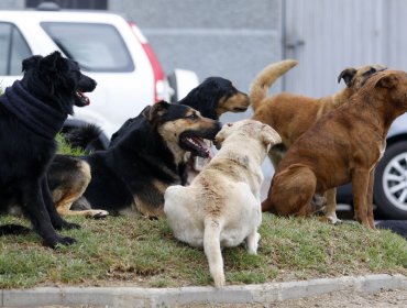 Seremi de Salud de Antofagasta descarta aplicar eutanasia a perros callejeros tras solicitud de alcalde de San Pedro