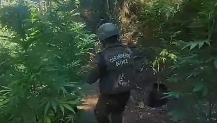 Decomisan cerca de 5 mil plantas de marihuana en quebrada del sector Colliguay de Quilpué