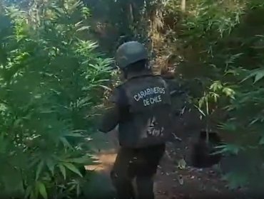 Decomisan cerca de 5 mil plantas de marihuana en quebrada del sector Colliguay de Quilpué