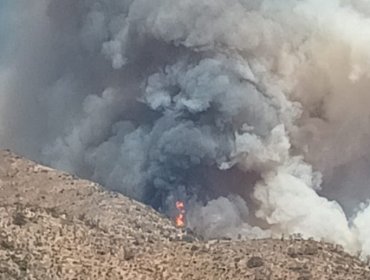 Dos personas fueron detenidas por presunta negligencia que provocó incendio forestal en sector Los Yuyos de Quilpué