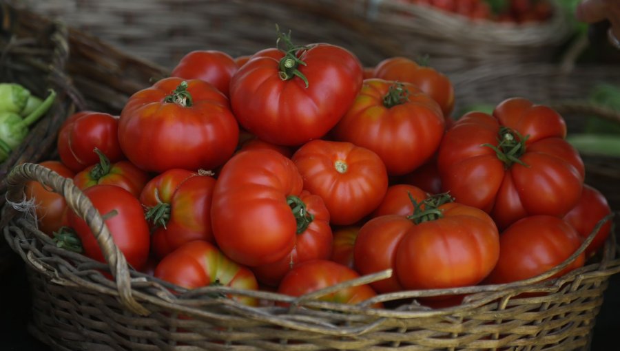 Fiesta del Tomate Limachino contará con museo, ventas, feria de emprendedores y preparación de un gran tomaticán