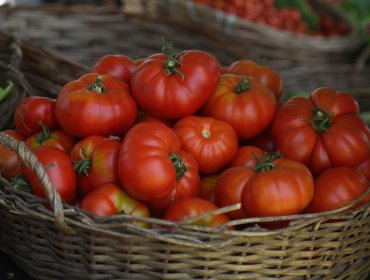 Fiesta del Tomate Limachino contará con museo, ventas, feria de emprendedores y preparación de un gran tomaticán